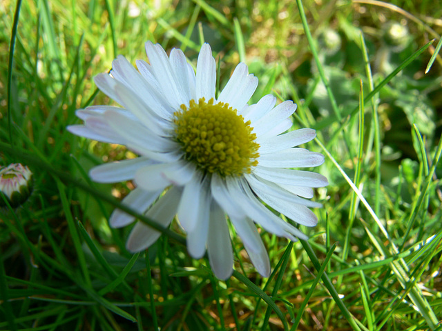 Gänseblümchen