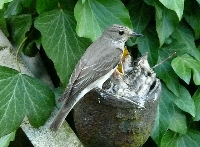 Gartengrasmücke