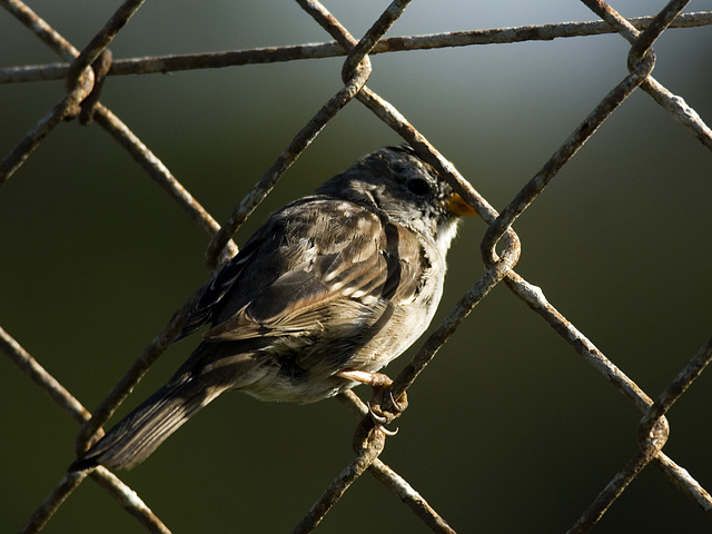 In the fence