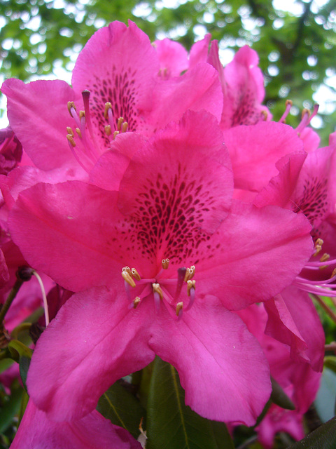 Rhododendronblüten