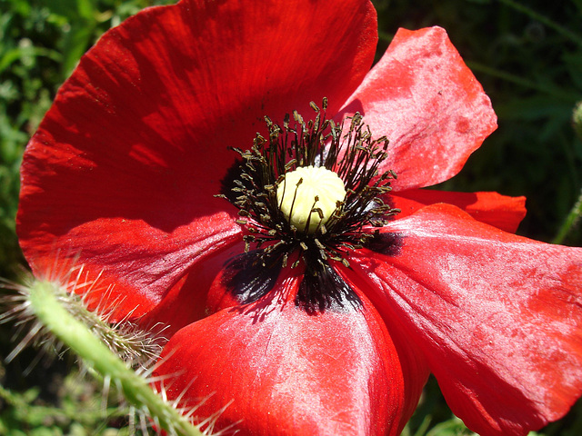 Roter Mohn