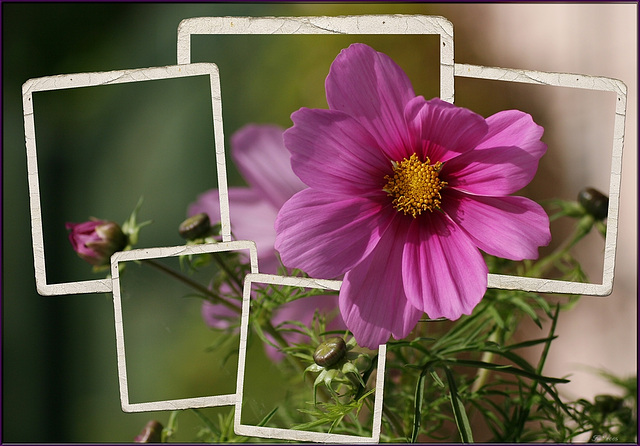 Cosmea Cosmea
