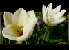 white tulips