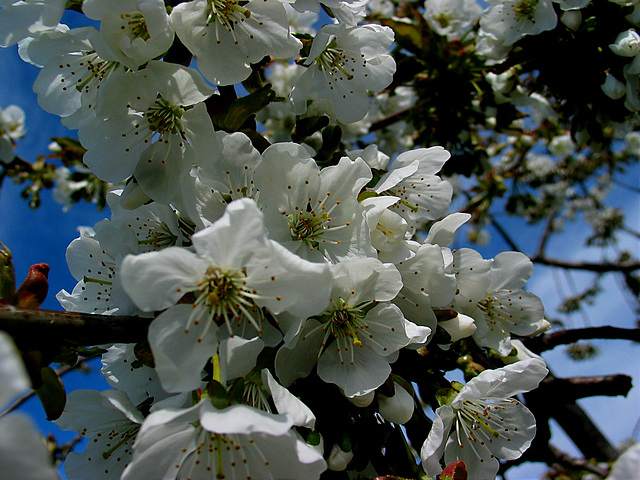 Kirschblüte