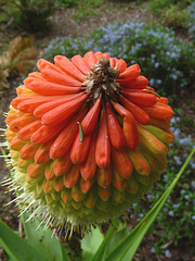 Red Hot Poker