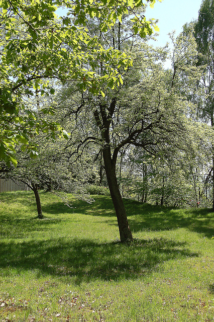 herbejo kun fruktarboj - Wiese mit Fruchtbäumen