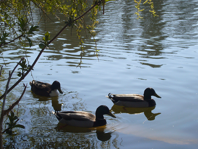 Enten beobachten