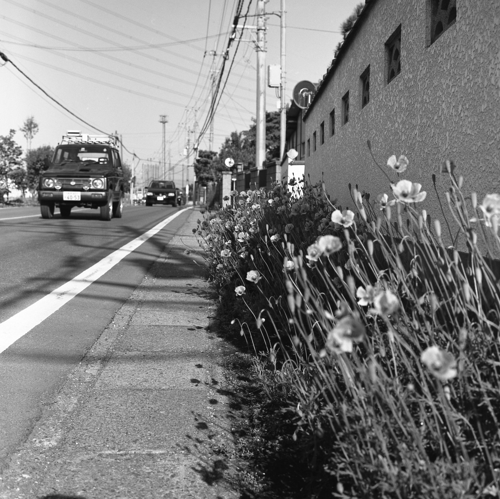 Roadside poppies