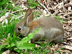 Nibbling the Grass