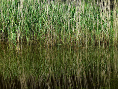 Reed Reflections