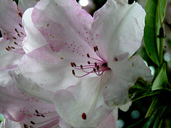 Rhododendron