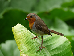 Robin