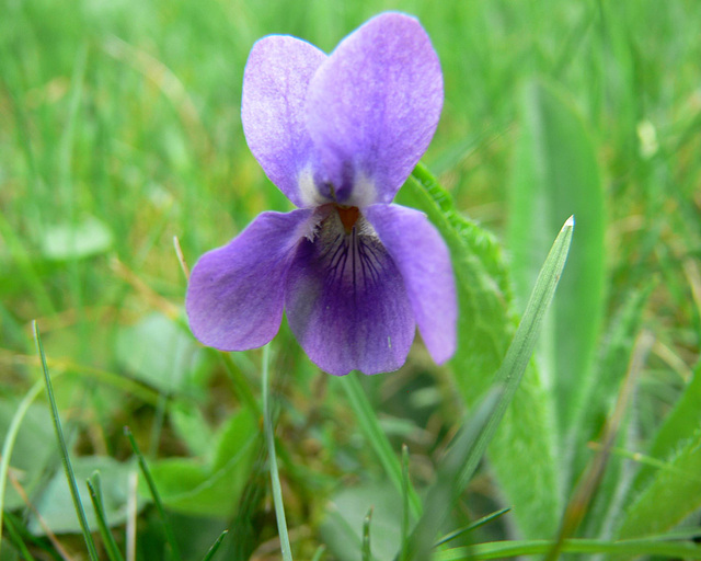 Veilchen in der Wiese