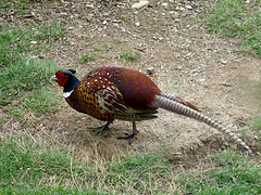 Cock Pheasant