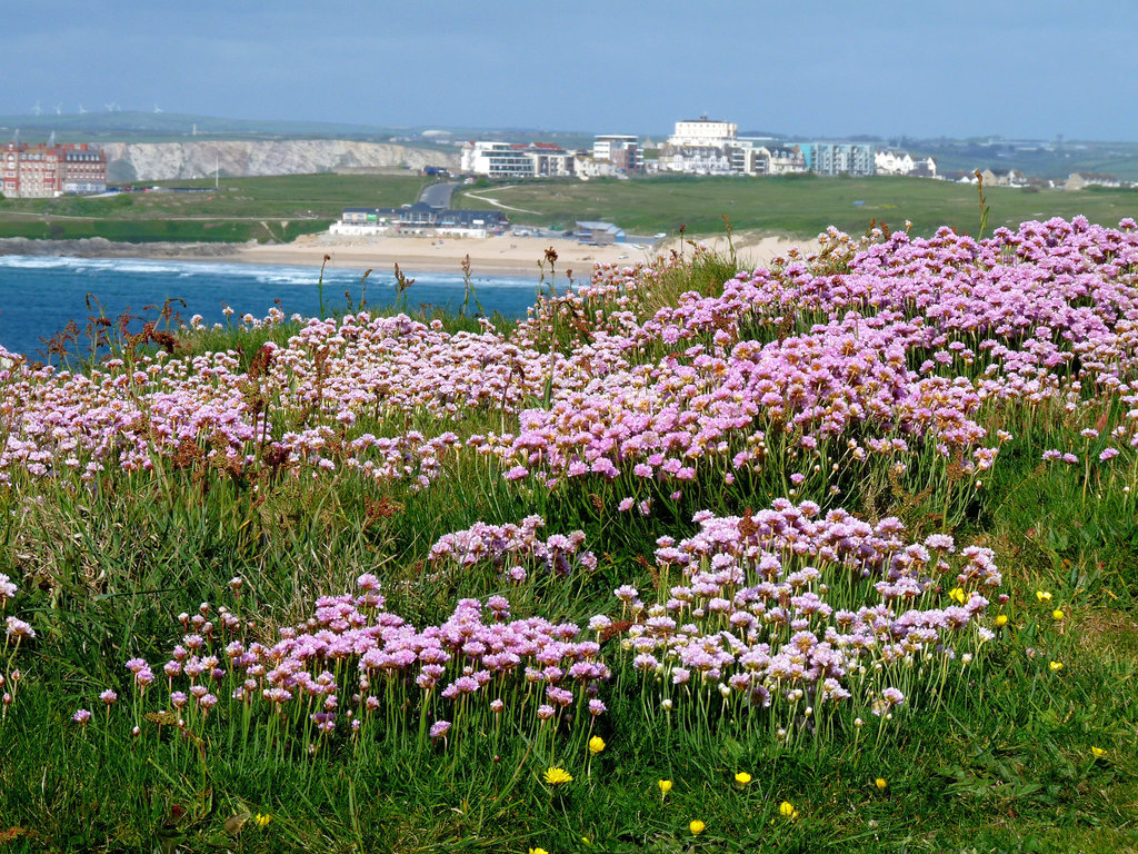 Sea Thrift on Pentire Head