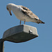 Harbour Gulls 11 European Herring Gull (Larus argentatus)