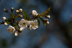 Sauerkirschblüte