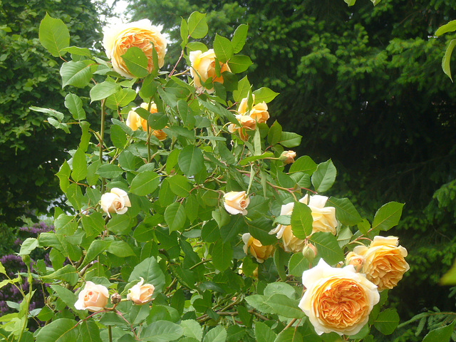 Strauchrose Crown Princess Margaret