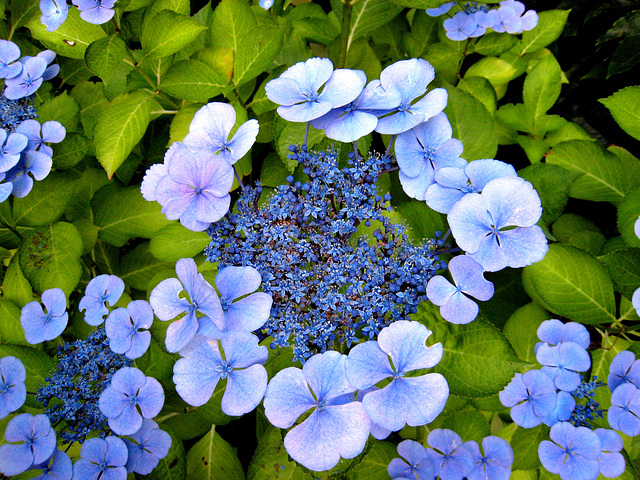 Très fleur bleue ...