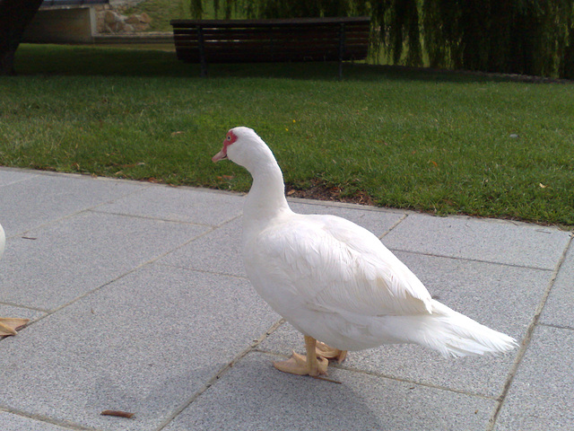 Pato de paseo.