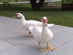 Patos de paseo.