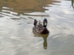 Pato en el estanque.