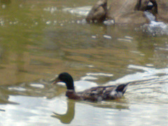 Pato en el estanque.