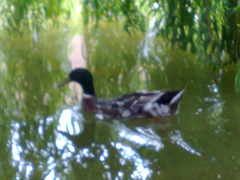 Pato en el estanque.