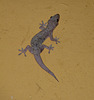 Gecko #1