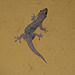 Gecko #1