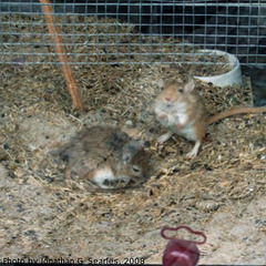 Gerbils On Jindrisska, Prague, CZ, 2008