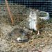 Gerbils On Jindrisska, Picture 2, Prague, CZ, 2008