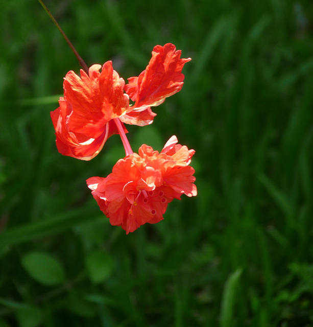 Hibiscus