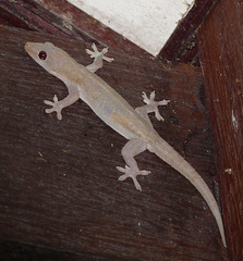 Gecko #2