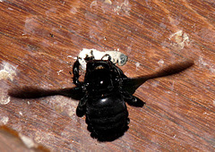 Beetle Feeding on Swift Droppings