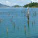 The Lake at Batang Ai
