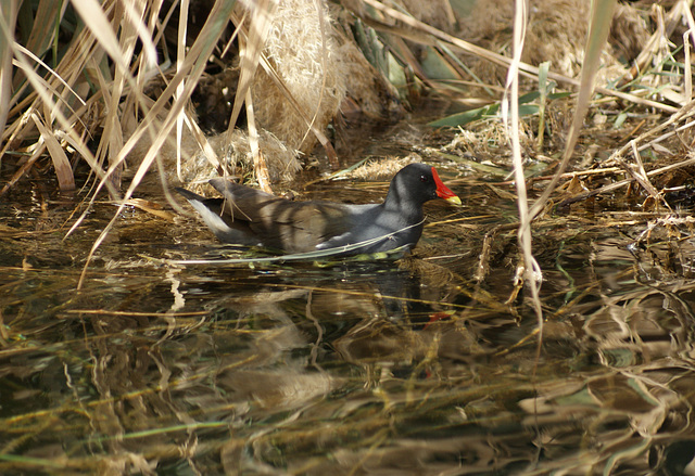 poule d'eau du Nil