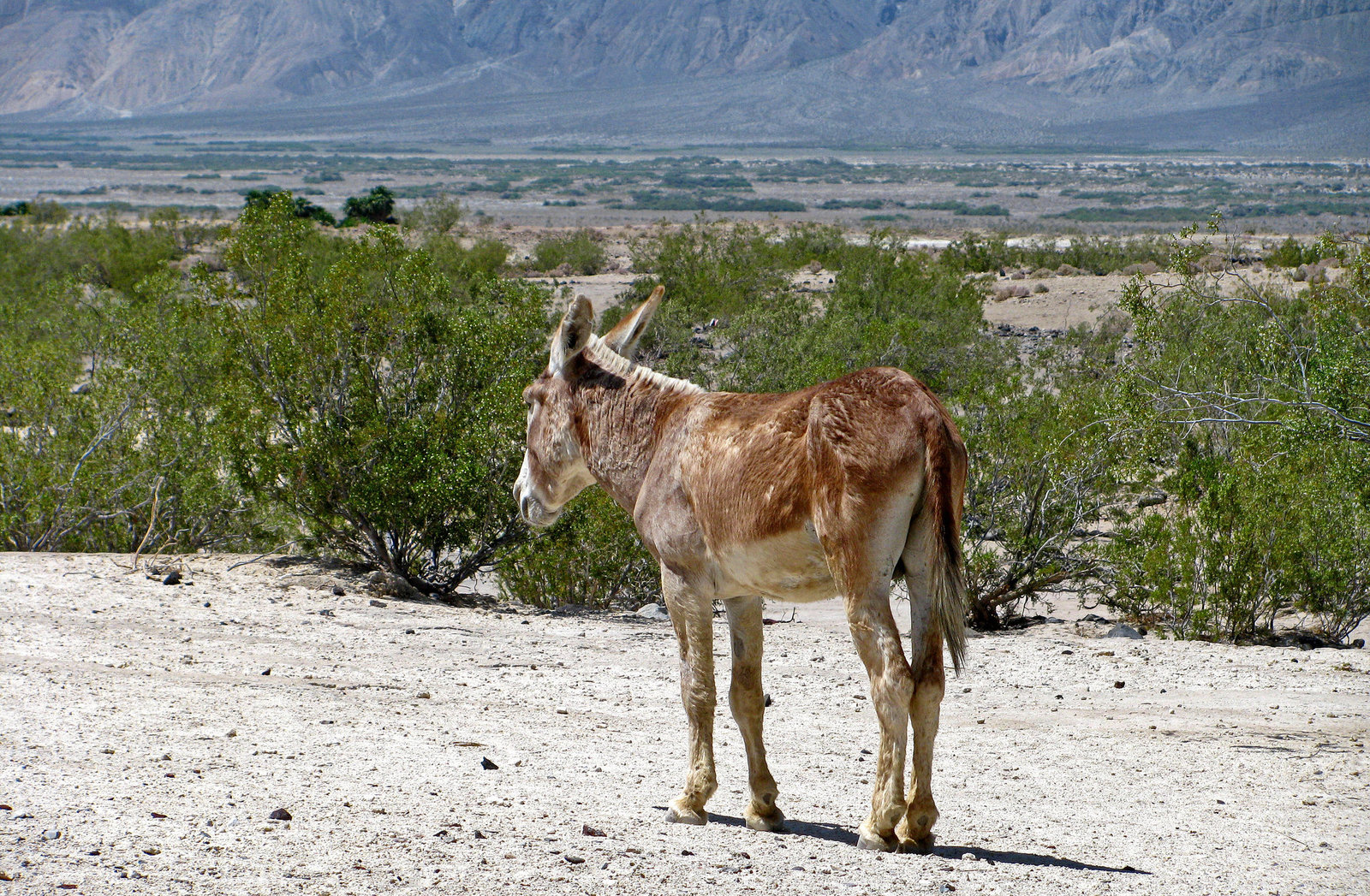 Burro (0200)