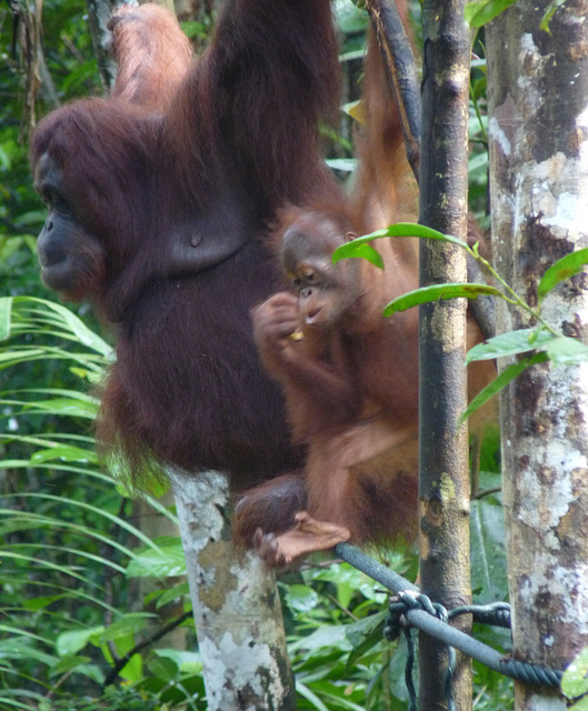 Orang Utan and Baby #2