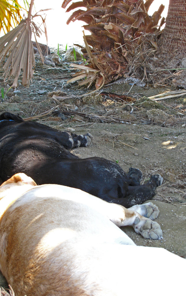 Dogs & Rattlesnake Resting (0212)