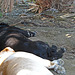 Dogs & Rattlesnake Resting (0212)