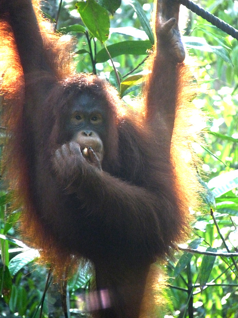 Orang Utan #1