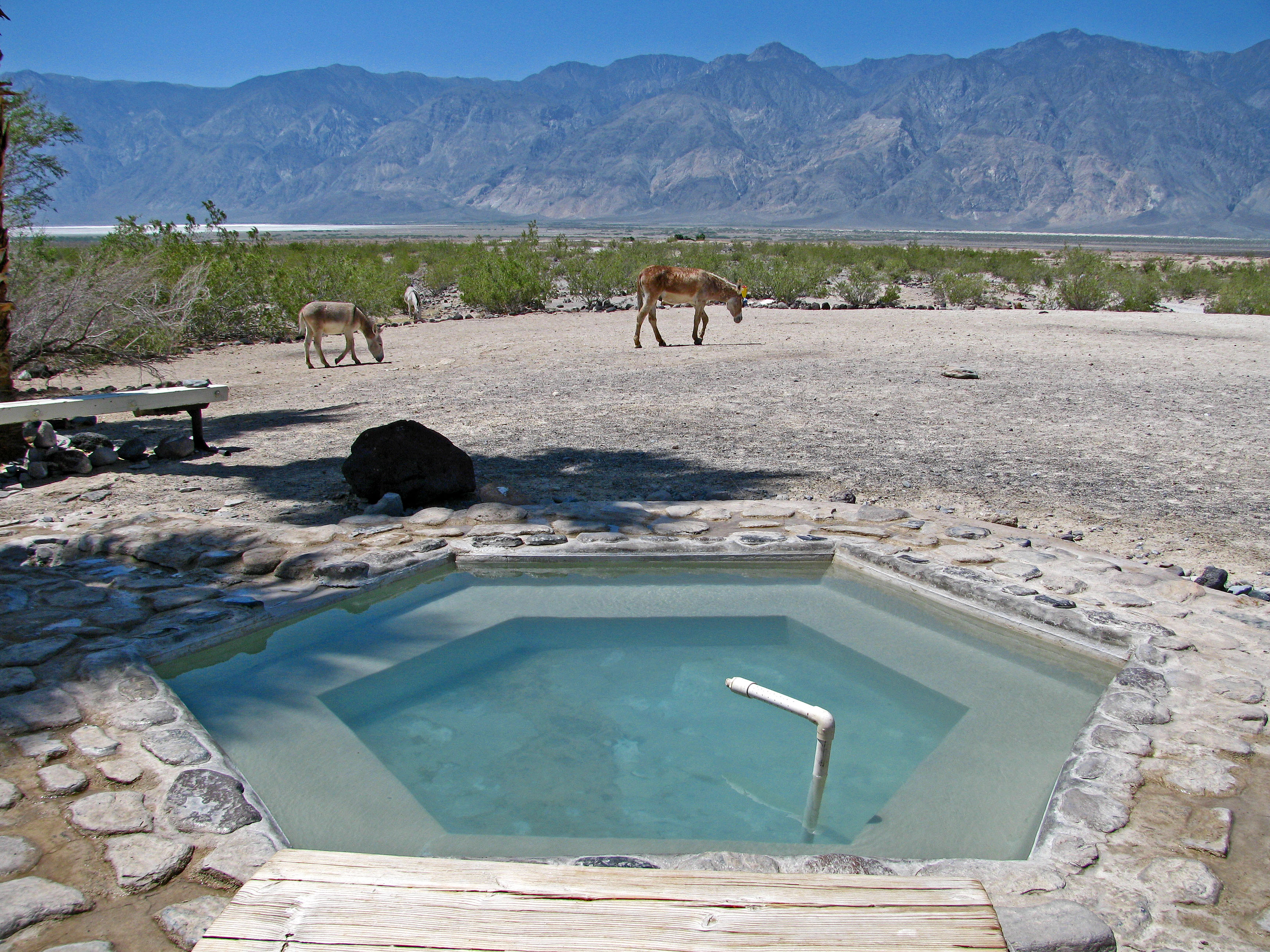 Wizard Pool & Burros (0208)