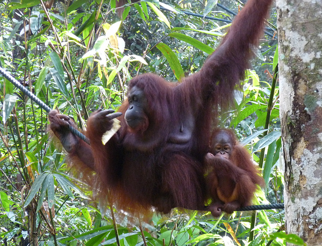 Orang Utan and Baby #4