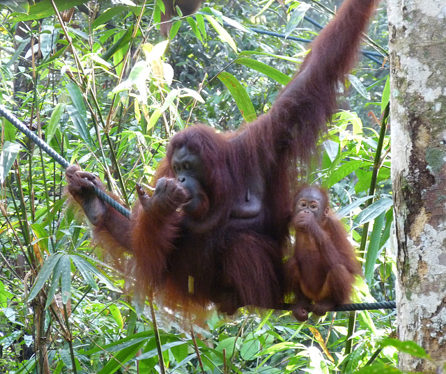 Orang Utan and Baby #5