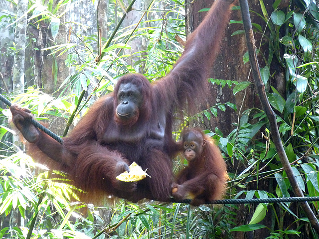 Orang Utan and Baby #6