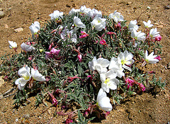 Desert Flowers (2448)