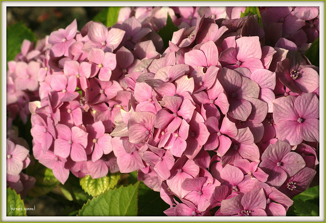 Hortensia - 1178b