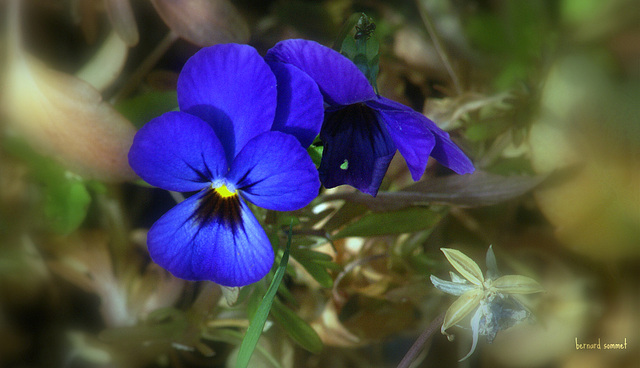 Une rescapée - 1185b