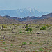 Mesa View of Mt. San Jacinto (4088)